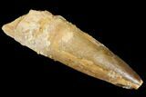Spinosaurus Tooth - Real Dinosaur Tooth #176699-1